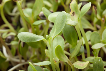 Obraz premium Nature green young sunflower sprout - macro