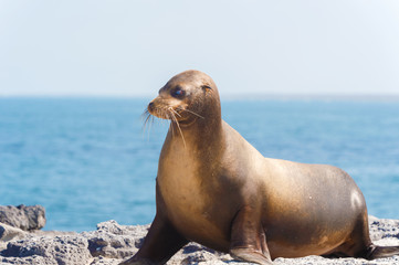 Fototapeta premium Sea Lion in Galapagos Islands