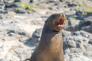 Sea Lion in Galapagos Islands