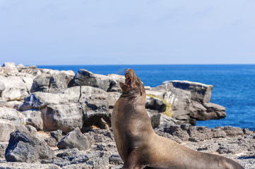 Sea Lion in Galapagos Islands