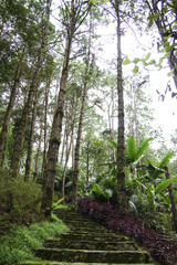Stone Paved Path in a Tropical Garden