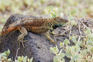 Lava lizard on Galapagos Islands