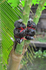 graft the branch of papaya 