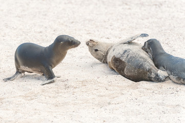 Sea Lion in Galapagos Islands