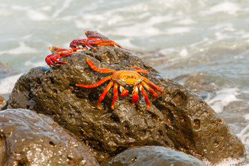 Sally Lightfoot crab on Galapagos Islands
