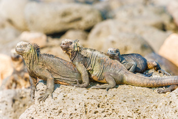 Marine Iguana on Galapagos Islands
