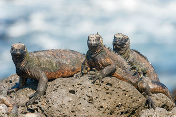 Marine Iguana on Galapagos Islands