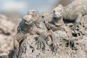 Marine Iguana on Galapagos Islands