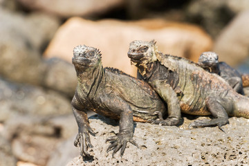 Marine Iguana on Galapagos Islands