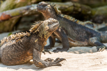 Marine Iguana on Galapagos Islands