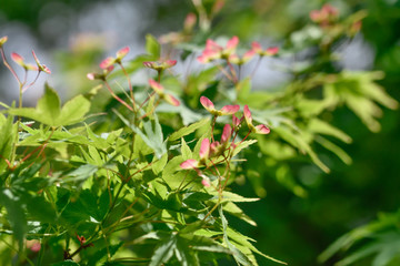 Green Leaf. Fresh green Japanese maple