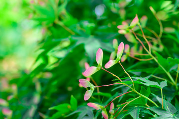 Green Leaf. Fresh green Japanese maple
