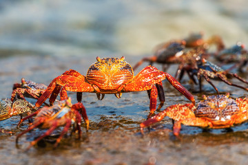Sally Lightfoot crab on Galapagos Islands
