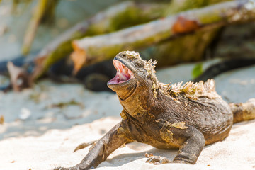 Marine Iguana on Galapagos Islands