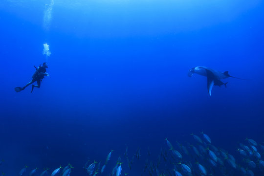 Scuba diver and manta ray