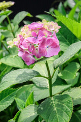 Hydrangea
