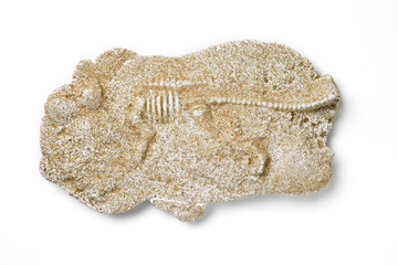 dinosaur fossils