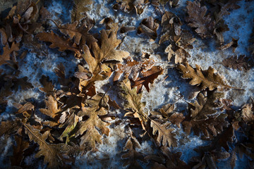 dry leaves on the snow
