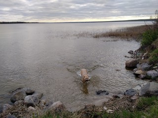 Dog playing fetch in the water