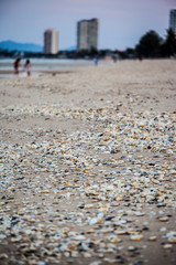 seashell