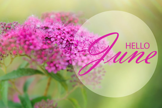 Hello June Wallpaper, Summer Garden Background. June Text With Flowers