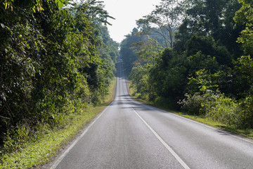 Long road in deep forest. Asphalt road through the nature. Empty