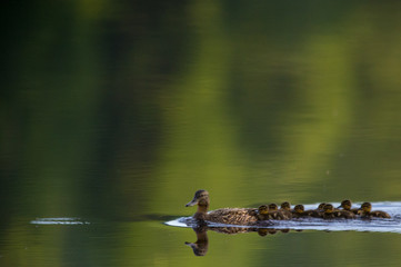 ducks
