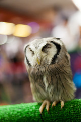 Owl animal closeup portrait outdoor