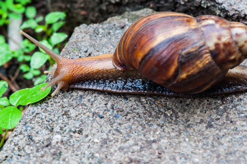 Snail in the garden