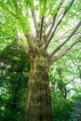 緑の木, エコロジーイメージ