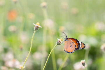 Close up butterfly on flower.Coatbuttons. Mexican daisy. Monarch