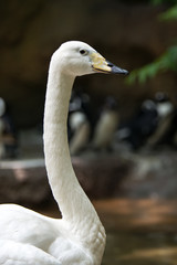 Closeup of a Mute Swan