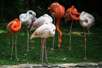 Greater Flamingo
