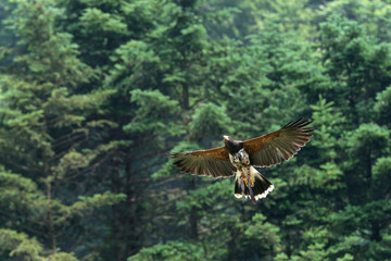 Swainson Hawk flying