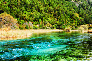 River with azure crystal clear water among evergreen woods