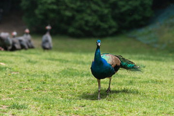 Fototapeta premium Peacock displays vivid blue color on green grass