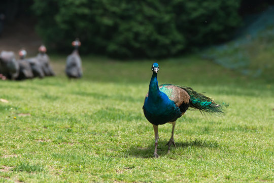 Peacock displays vivid blue color on green grass