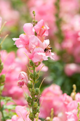 Antirrhinum majus and bee