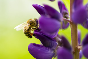 Honeybee harvesting pollen from blooming flowers