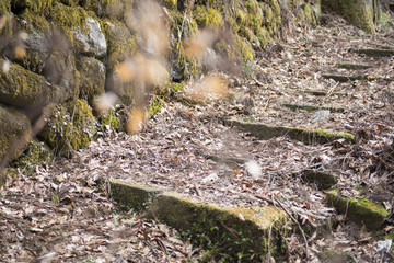 stone stairs pathway in garden