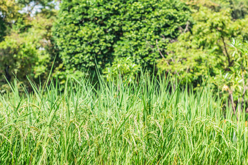 Rice fields in nature.