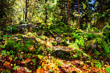 Mossy stones in rays of morning sunlight. Shallow depth of field