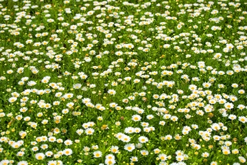 Photo sur Plexiglas Marguerites daisy flowers in nature