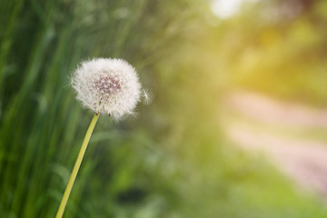Dandelion on green background with copy space.