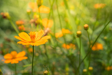 Yellow cosmos flowers with sunlight