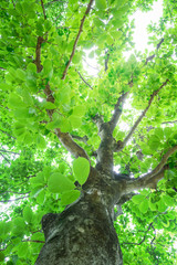 ハクモクレンの木と葉