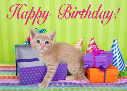 two month old orange ginger tabby kitten peeking out of birthday present in a pile of brightly colored boxes with party hats, bright green stripped background with Happy Birthday text above