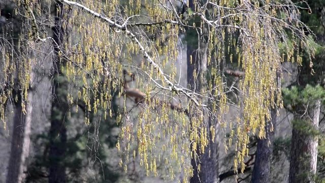 yellow birch buds on the branches in the wind