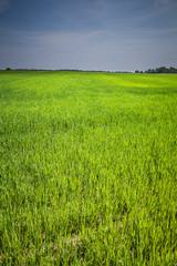 Field of spring grass. Rural landscape