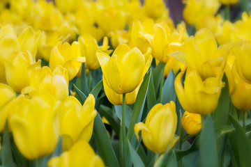 Beautiful yellow tulip on field, selective focus